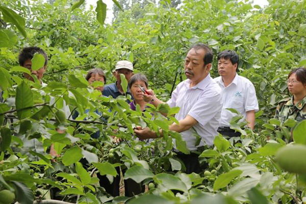 图为李保国在田间为田舍解说核桃栽培实用技术。